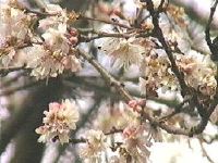 Autumn Flowering Cherry blossoms