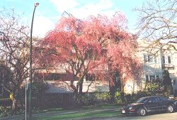 Large Shidare-zakura at 13th Avenue and Fir Street