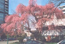 Large Shidare-zakura at 13th Avenue and Fir Street