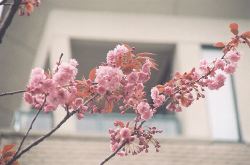 Kanzan blossoms