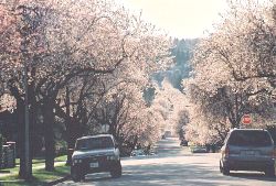 Plum Street in full bloom