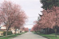 Plum Street in bloom