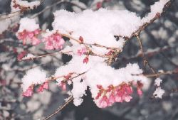 Whitcomb Cherry blossoms covered with snow