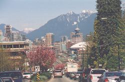 Kanzan trees in the median of Cambie Street