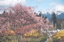 Accolade Cherry tree in front of Grouse Mountain