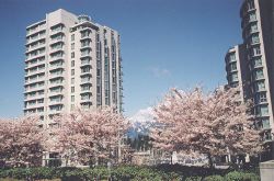 Yoshino trees at Georgia Street