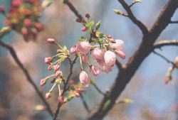 Opening Yoshino blossoms downtown