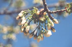 Shirotae blossoms about to open