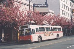 Kanzan trees along Granville Street