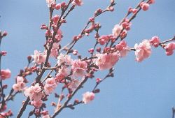 Accolade Cherry blossoms at English Bay