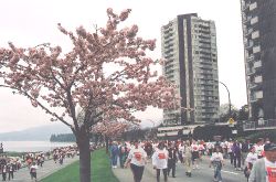 Takasago trees at Beach Avenue