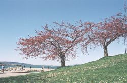 Shirofugen trees at English Bay