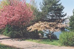 Flowering Kanzan and Shogetsu tree at False Creek