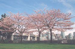 Yoshino Cherry trees in the small park west of Graville Island