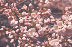 Close-up of opening Yoshino Cherry blossoms
