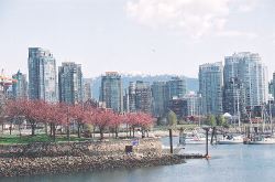 Kanzan trees on Granville Island