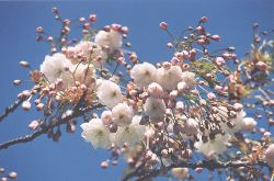 Opening Shogetsu blossoms