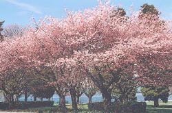 Kitsilano Beach at Cornwall Avenue and Yew Street