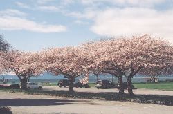 Kitsilano Beach