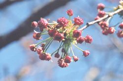 Kanzan blossoms