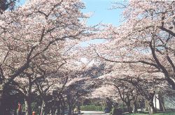 Lower Mall at UBC approaching full bloom