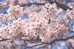 Close up of Somei Yoshino blossoms at UBC Lower Mall