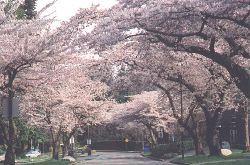 UBC Lower Mall in full bloom