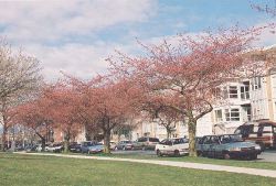 Blooming Whitcomb Cherry trees in the Oakridge area