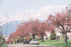 Kanzan street in the Oakridge area