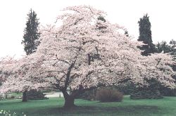 The large Cherry Tree in Queen Elizabeth Park in full bloom