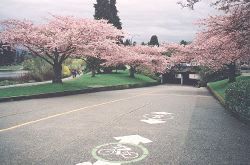 Yoshino Cherry trees at Lost Lagoon