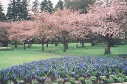 Yoshino Cherry trees in Stanley Park Rose Garden