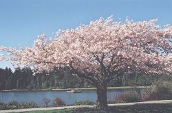 Lost Lagoon