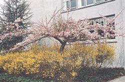 Yoshino tree in front of Mathematics Building