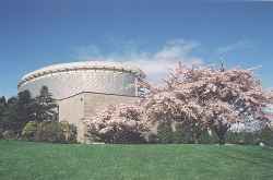 Yoshino Cherry trees in front of the Chan Centre at UBC