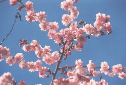 Accolade Cherry Blossoms