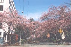 Accolade Cherry Trees at Chilco and Comox Street