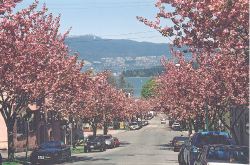 Yew Street with Kanzan trees in full bloom