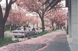 Yew street covered with fallen Kanzan petals
