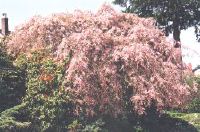 Shidare-yae-zakura in the Dunbar area