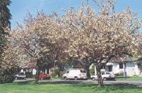 Flowering Ukon cherry trees