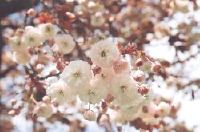 Flowering Shirofugen blossom