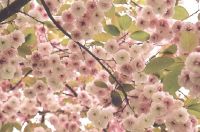 Still flowering Shirofugen in the Dunbar area