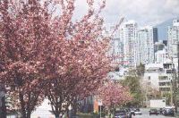 Kanzan trees in front of downtown buildings