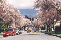 Cypress Street in Kitsilano (plum trees)
