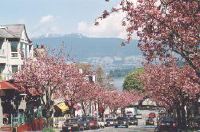 Flowering kanzan in Kitsilano