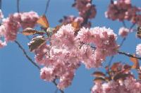 Kanzan blossoms