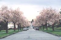 26th Avenue and Cambie Street (plum trees)