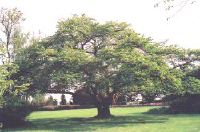 Yoshino tree in Queen Elizabeth Park