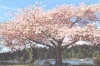 Lost Lagoon